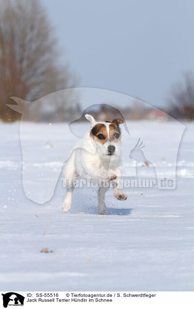 Jack Russell Terrier Hndin im Schnee / female Jack Russell Terrier in the snow / SS-55516