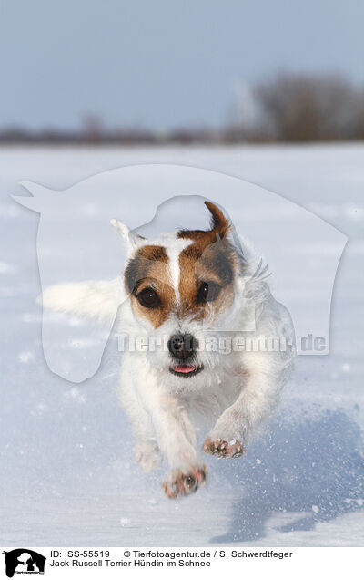 Jack Russell Terrier Hndin im Schnee / female Jack Russell Terrier in the snow / SS-55519