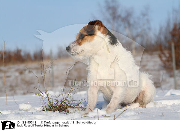 Jack Russell Terrier Hndin im Schnee / female Jack Russell Terrier in the snow / SS-55543