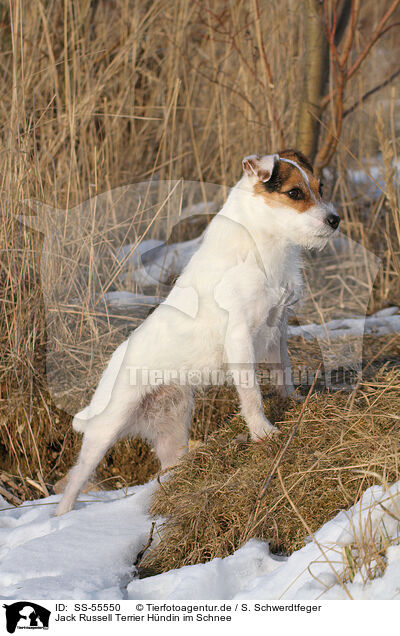 Jack Russell Terrier Hndin im Schnee / female Jack Russell Terrier in the snow / SS-55550