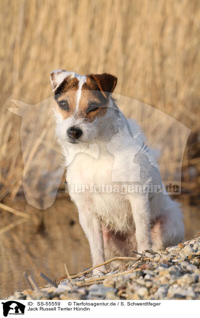 Jack Russell Terrier Hndin / female Jack Russell Terrier / SS-55559