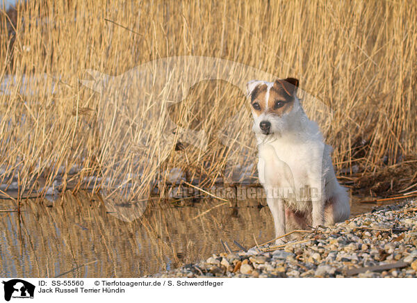 Jack Russell Terrier Hndin / female Jack Russell Terrier / SS-55560