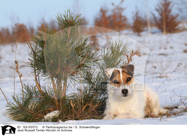 Jack Russell Terrier Hndin im Schnee / female Jack Russell Terrier in the snow / SS-55573