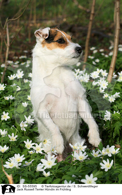 Jack Russell Terrier Hndin im Frhling / female Jack Russell Terrier in spring / SS-55595