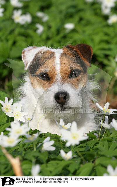 Jack Russell Terrier Hndin im Frhling / female Jack Russell Terrier in spring / SS-55596