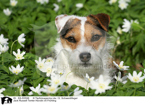 Jack Russell Terrier Hndin im Frhling / female Jack Russell Terrier in spring / SS-55598