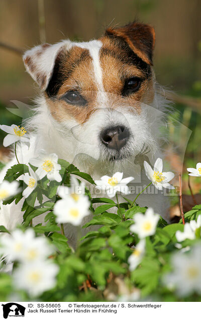 Jack Russell Terrier Hndin im Frhling / female Jack Russell Terrier in spring / SS-55605