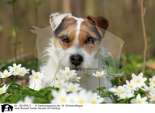 Jack Russell Terrier Hndin im Frhling / female Jack Russell Terrier in spring / SS-55611