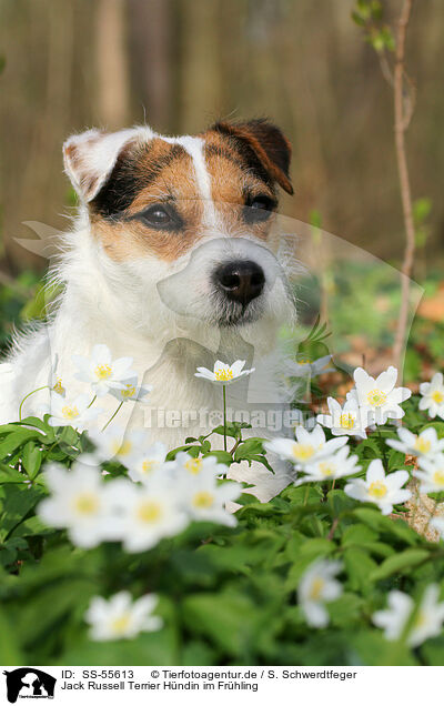 Jack Russell Terrier Hndin im Frhling / female Jack Russell Terrier in spring / SS-55613