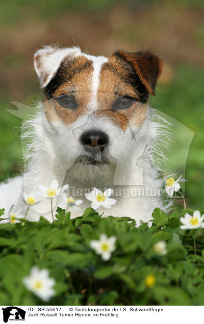 Jack Russell Terrier Hndin im Frhling / female Jack Russell Terrier in spring / SS-55617