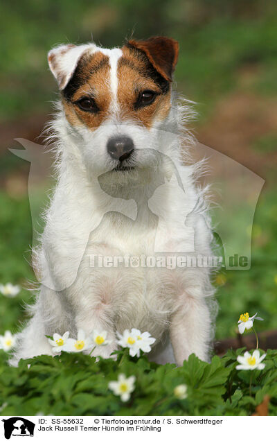 Jack Russell Terrier Hndin im Frhling / female Jack Russell Terrier in spring / SS-55632