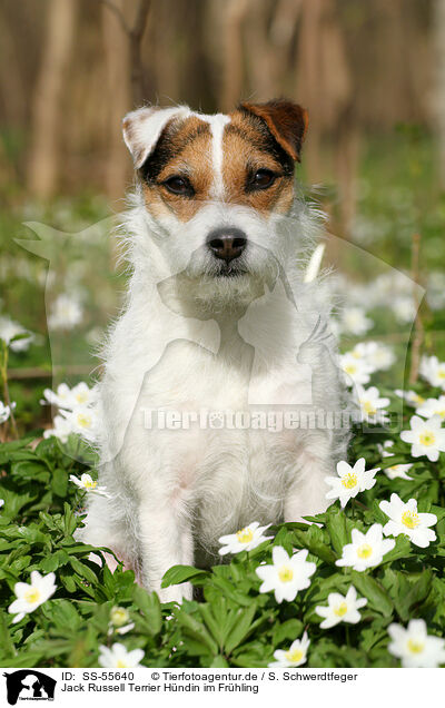 Jack Russell Terrier Hndin im Frhling / female Jack Russell Terrier in spring / SS-55640