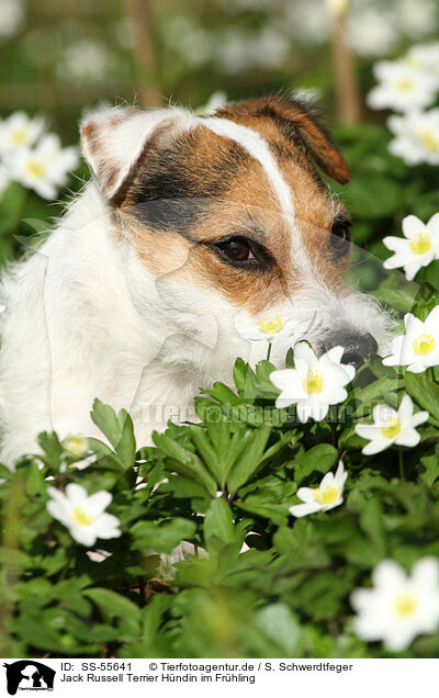 Jack Russell Terrier Hndin im Frhling / female Jack Russell Terrier in spring / SS-55641