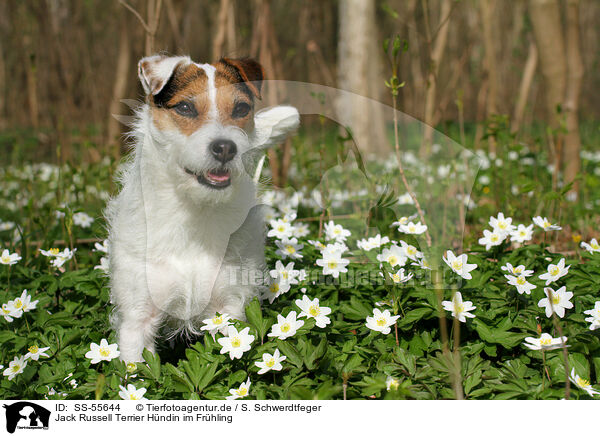 Jack Russell Terrier Hndin im Frhling / female Jack Russell Terrier in spring / SS-55644