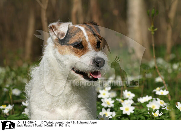 Jack Russell Terrier Hndin im Frhling / female Jack Russell Terrier in spring / SS-55645