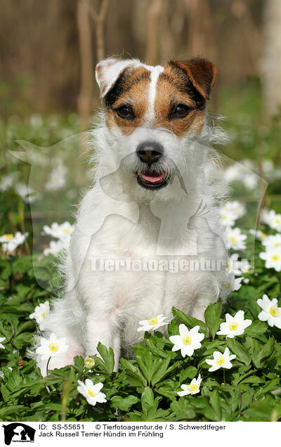 Jack Russell Terrier Hndin im Frhling / female Jack Russell Terrier in spring / SS-55651