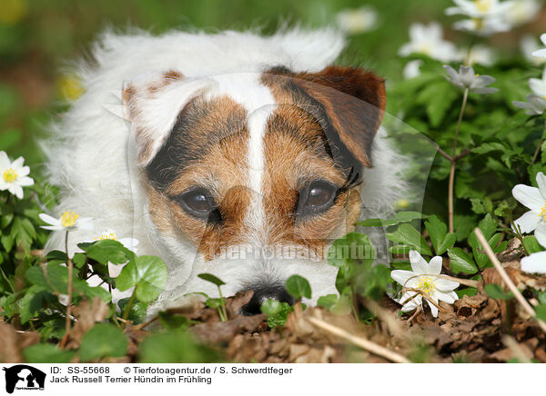 Jack Russell Terrier Hndin im Frhling / female Jack Russell Terrier in spring / SS-55668