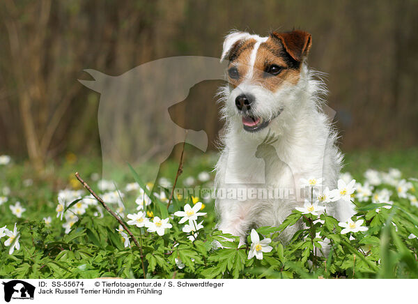 Jack Russell Terrier Hndin im Frhling / female Jack Russell Terrier in spring / SS-55674