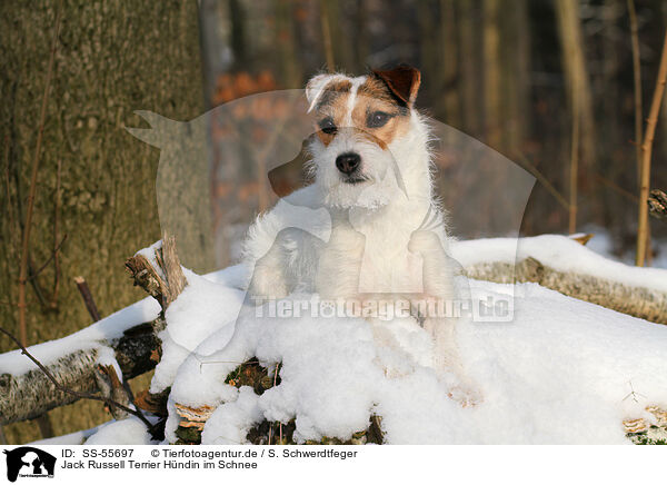 Jack Russell Terrier Hndin im Schnee / female Jack Russell Terrier in the snow / SS-55697