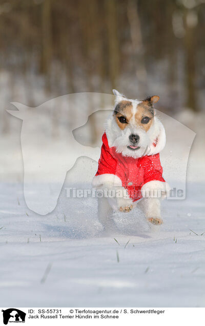 Jack Russell Terrier Hndin im Schnee / female Jack Russell Terrier in the snow / SS-55731