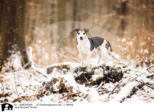 Jack Russell Terrier / Jack Russell Terrier / JAM-06394