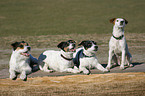 4 Terrier