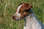 Jack Russell Terrier Portrait