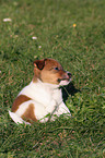 Jack Russell Terrier Welpe