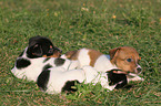 Jack Russell Terrier Welpen