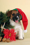 ser Jack Russell Terrier Welpe zu Weihnachten