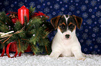 Jack Russell Terrier Welpe zu Weihnachten