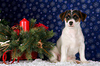 Jack Russell Terrier Welpe zu Weihnachten