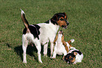 spielende Jack Russell Terrier