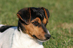 Jack Russell Terrier Portrait