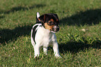 Jack Russell Terrier Welpe