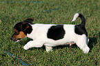 Jack Russell Terrier Welpe