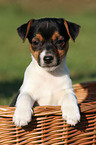 Jack Russell Terrier Welpe im Krbchen