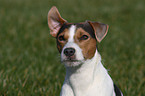 Jack Russell Terrier Portrait