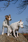 Jack Russell Terrier