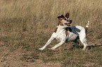 rennender Jack Russell Terrier