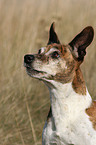 Jack Russell Terrier mit Stehohren