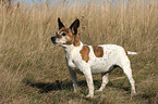 stehender Jack Russell Terrier