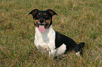 sitzender Jack Russell Terrier