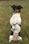 Jack Russell Terrier macht Mnnchen