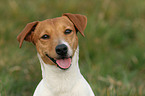 Jack Russell Terrier Portrait