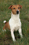 sitzender Jack Russell Terrier