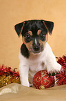 Jack Russell Terrier Welpe zur Weihnachtszeit