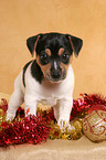 Jack Russell Terrier Welpe zur Weihnachtszeit