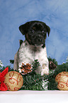 Jack Russell Terrier Welpe zur Weihnachtszeit