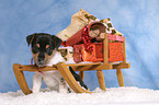 Jack Russell Terrier Welpe zur Weihnachtszeit